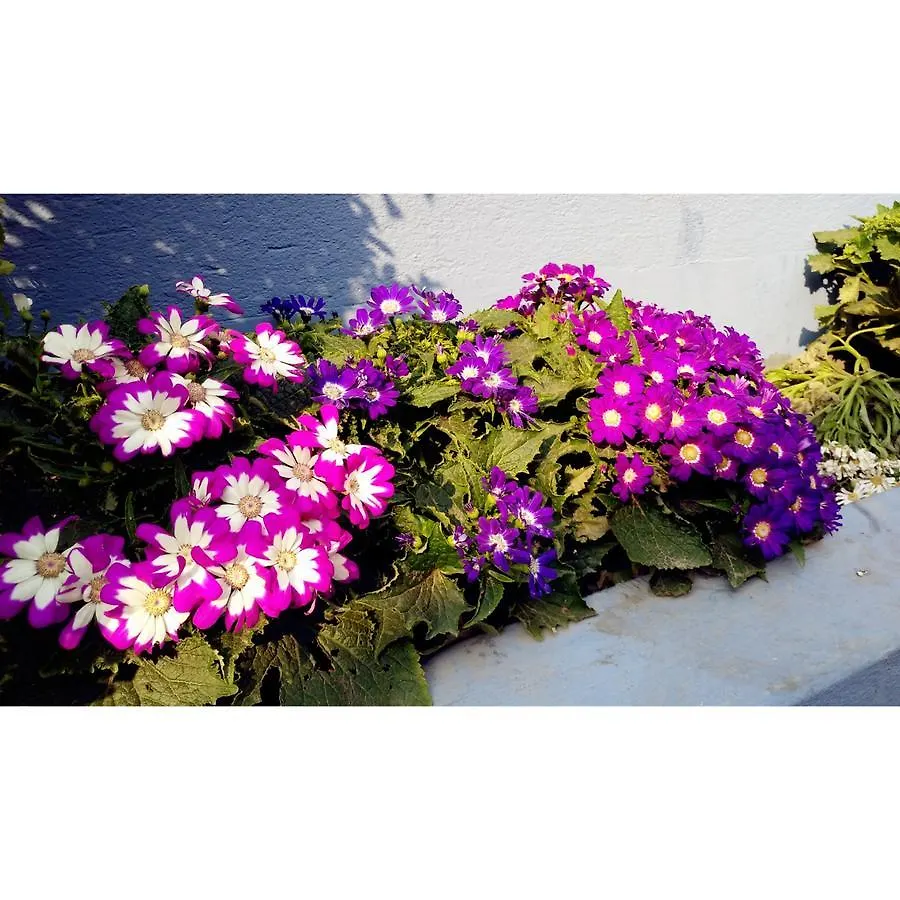**  קטמנדו Hotel Tayoma נפאל